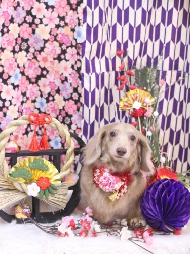 20250131ぺこちゃん